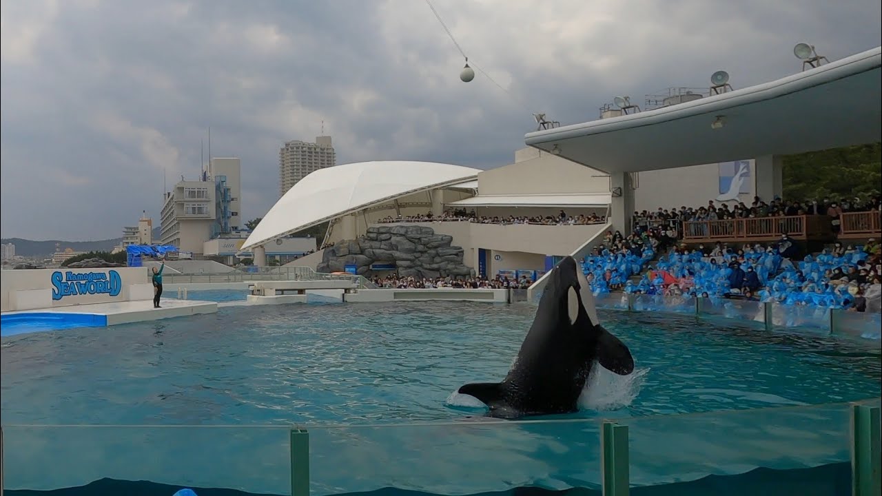 Killer Whale Performance at Kamogawa Sea World