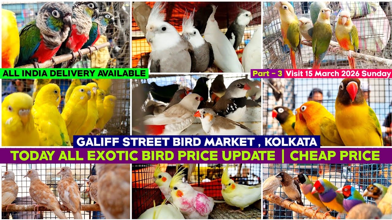 Kolkata Bird Market | Exotic Bird Price Update | Galiff Street Pet Market | 15/03/2026 |Chepset