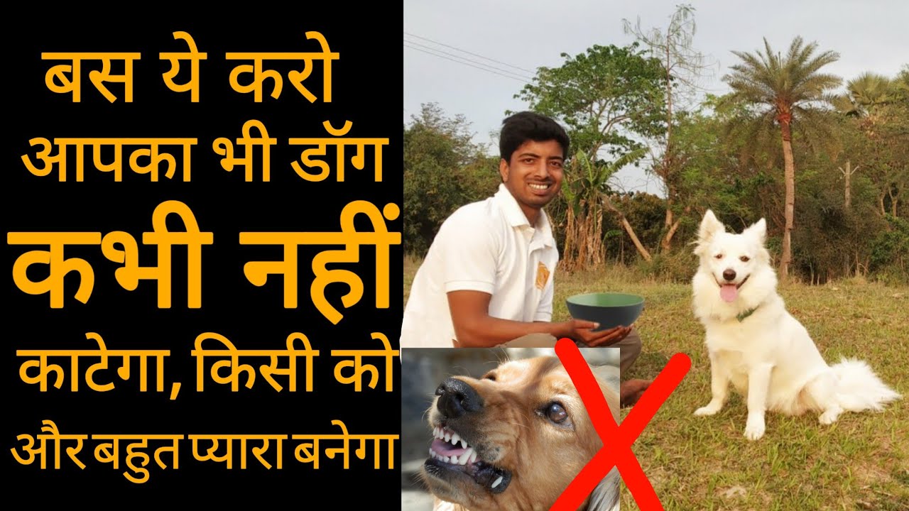 How to make dog friendly
