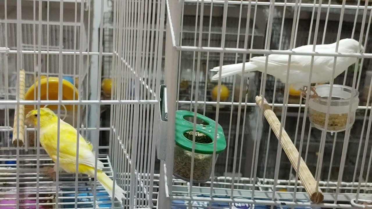 Formando casal para tirar filhotes brancos de topete