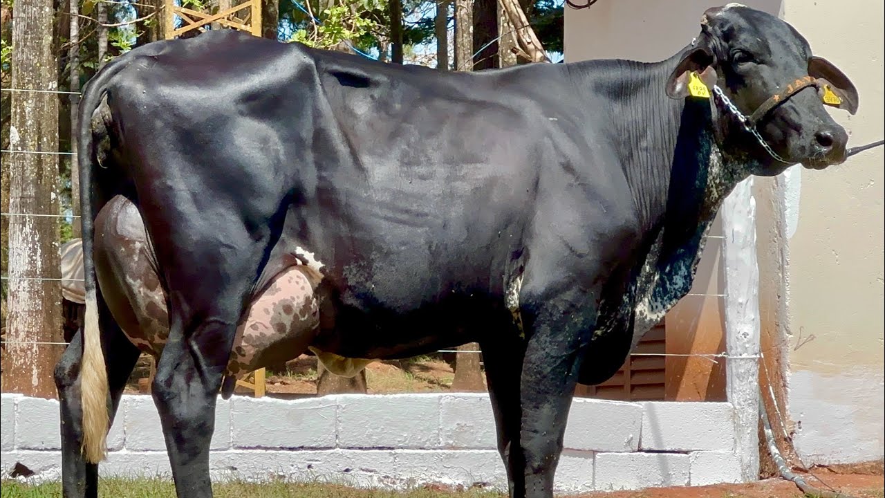 Lote 01 - 9&ordm; LEIL&Atilde;O VIRTUAL JAVA PECU&Aacute;RIA | 24 DE SETEMBRO (DOMINGO) - 18 HORAS