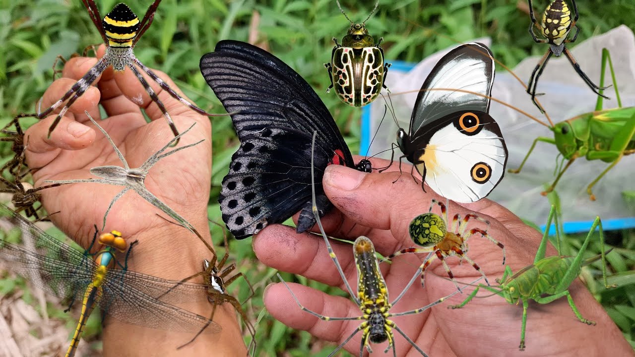 Catch butterfly, moth, spider, katydid, bug, dragonfly