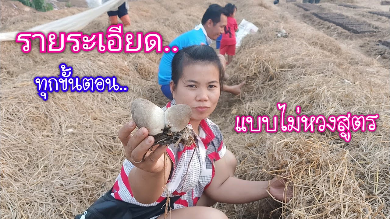 วิธีเพาะเห็ดฟางกองเตี้ย..ทุกขั้นตอน..ในคริปเดียว
