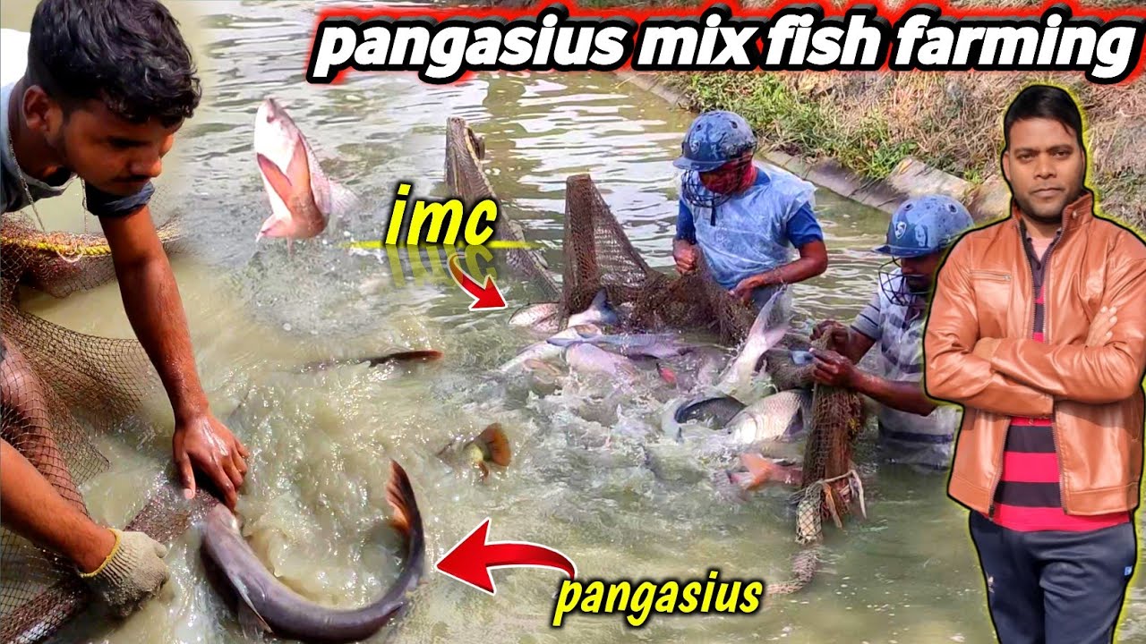 pangasius mix fish farming | imc tilapia silver and big catfish farming and culture process#fishinfo