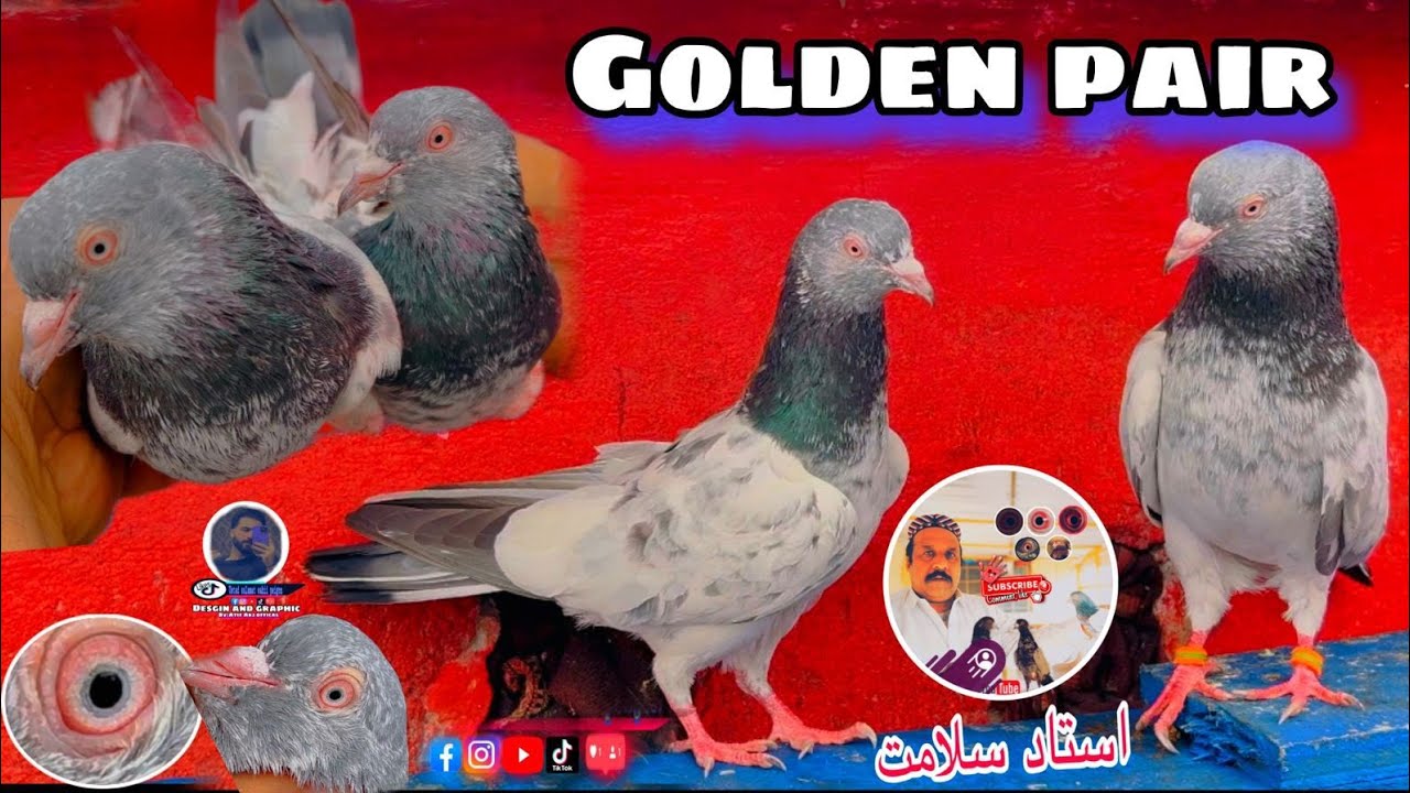 Golden jora || khobsorti ka sath result b || ustad salamat peigon 