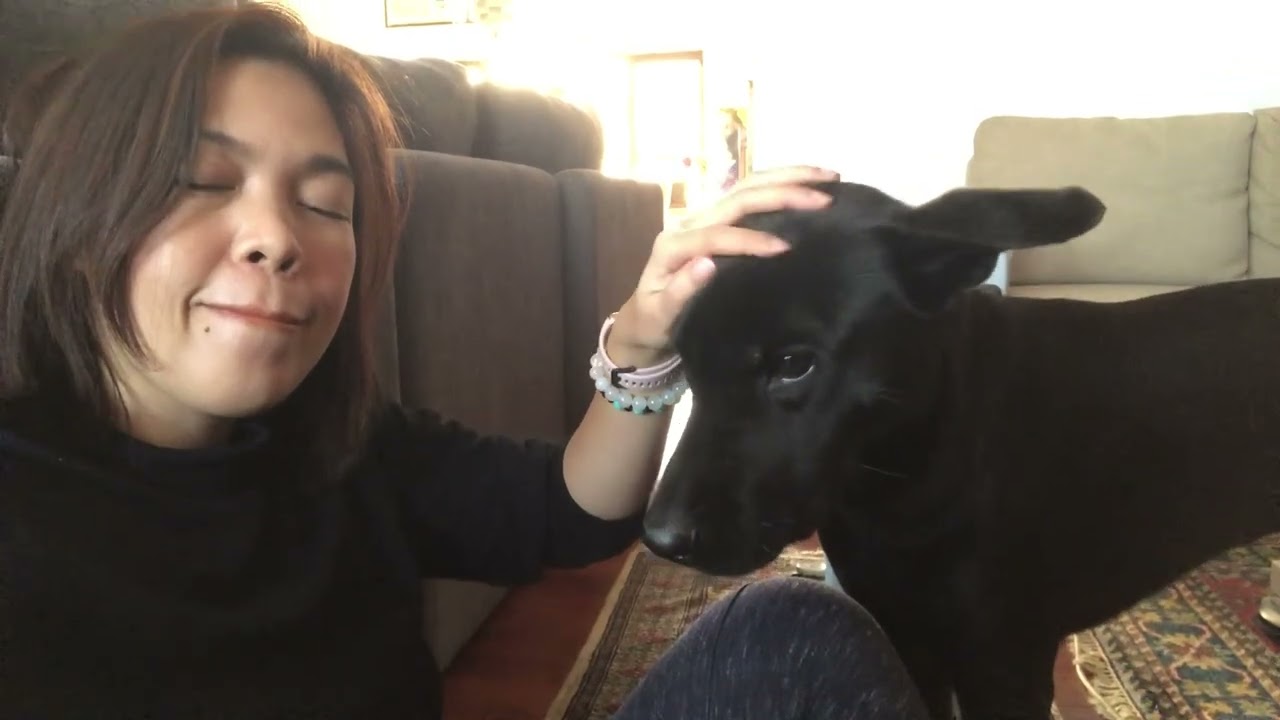 Harley #dog #aspindog