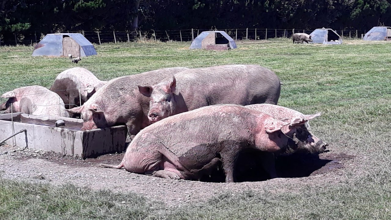 Warren Chilton of Christchurch Men's Prison Piggery - 2019 BFEA Canterbury finalists