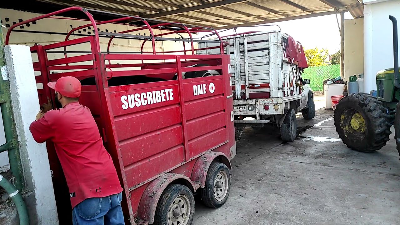 HOY COMPRAMOS DOS BECERROS PARA LA CARNICERÍA A 47 PESOS EL KILO 😮😧💰🐂💵