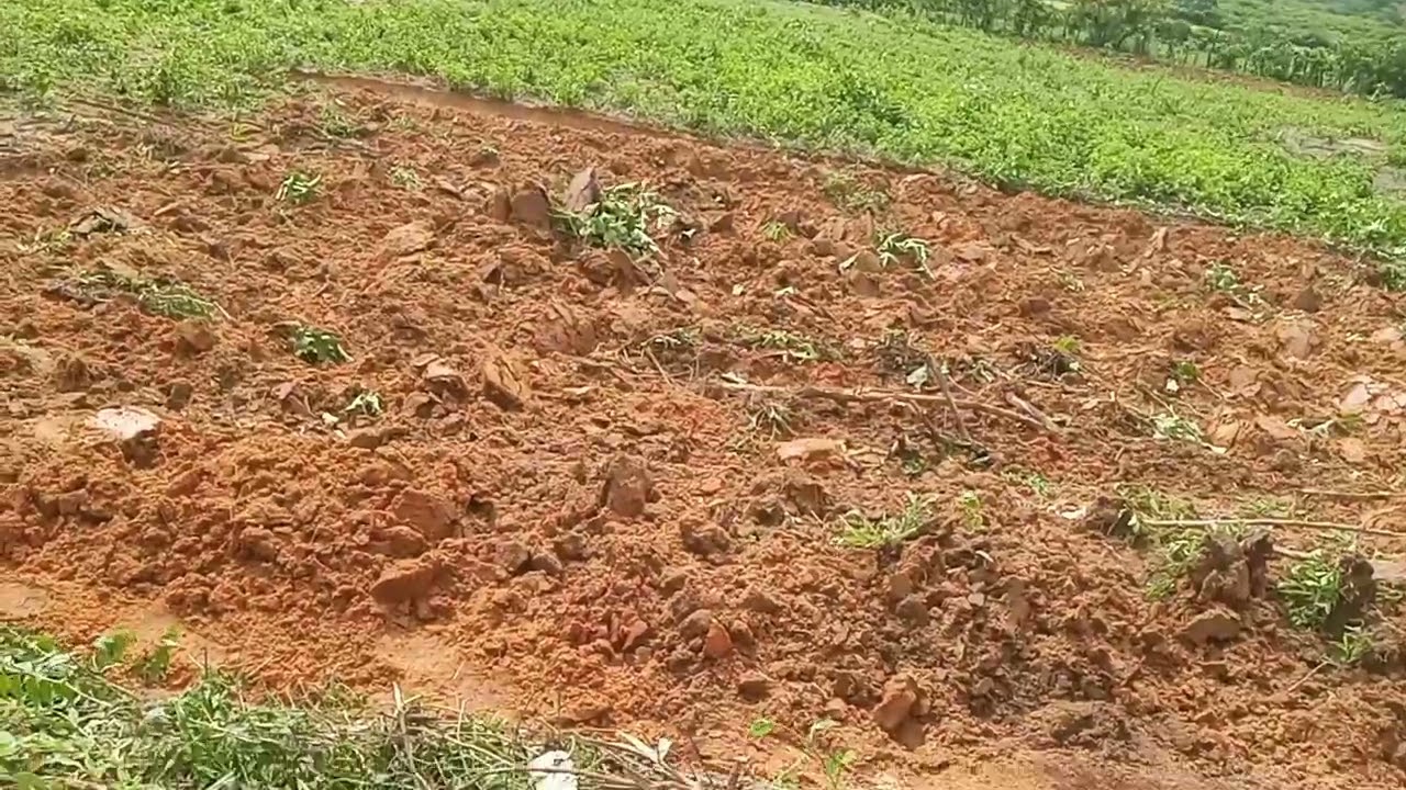 Tombando a terra e já plantando milho galera