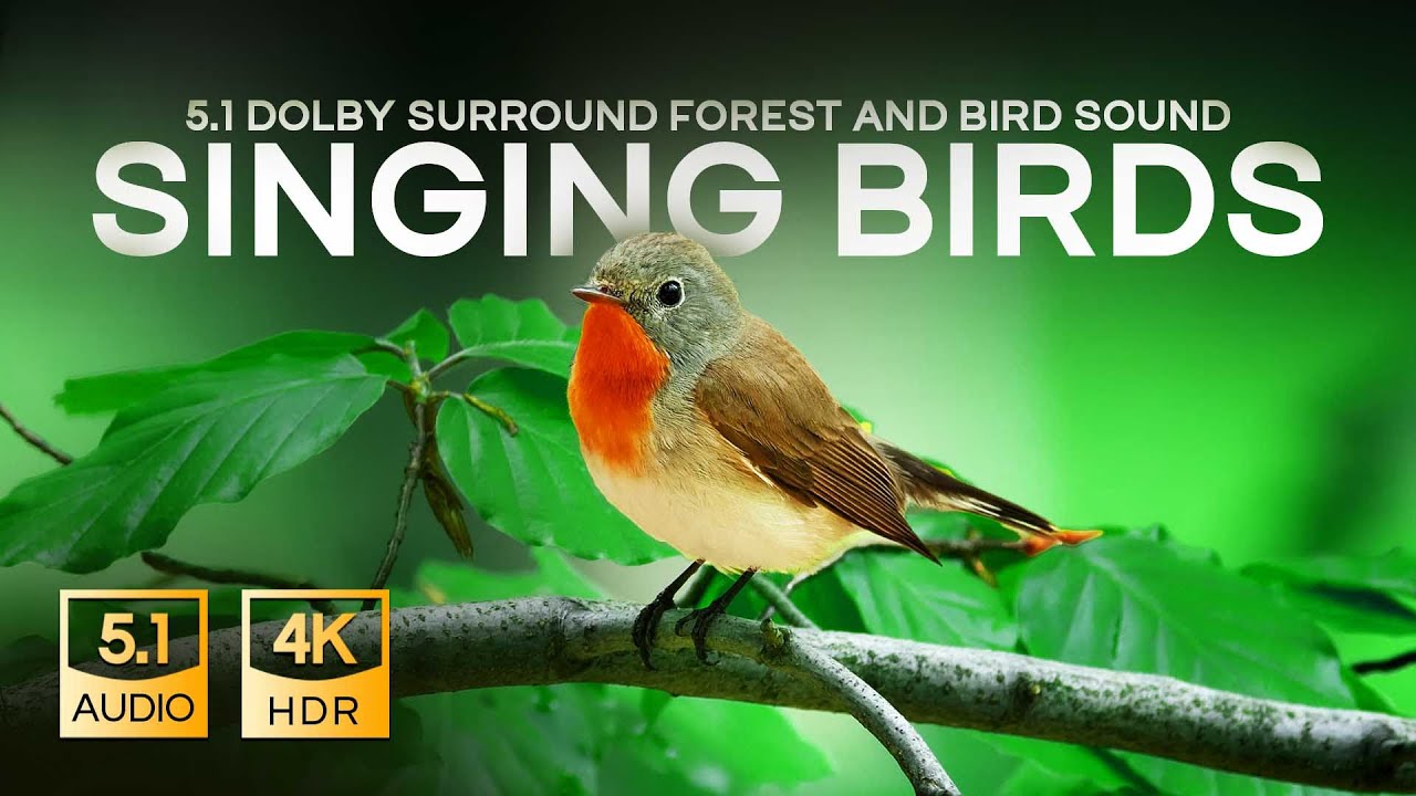 Singing Birds 5.1 Surround Real Nature ambience - 4K HDR