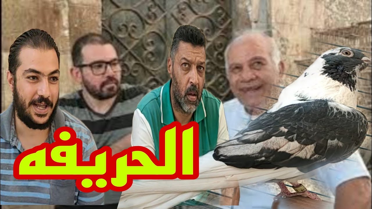 🔴 الفاهم  باين و الحافظ باين في غية #الحمام_الغزار