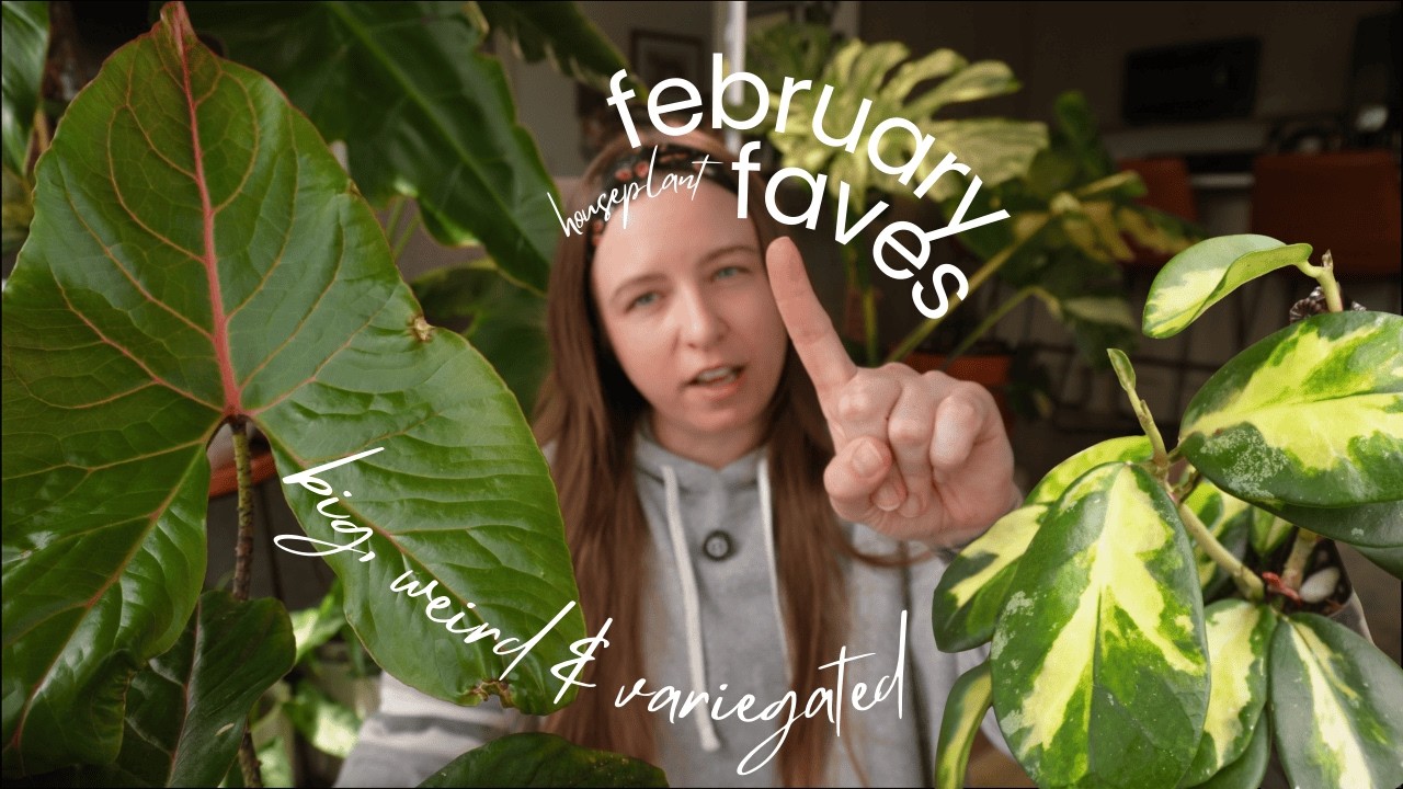 February houseplant favorites | Big, weird & variegated
