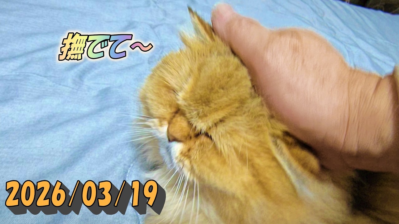 とにかくたくさん撫でて欲しいひとみ　Persian cat Hitomi's relaxing days　2026/03/19