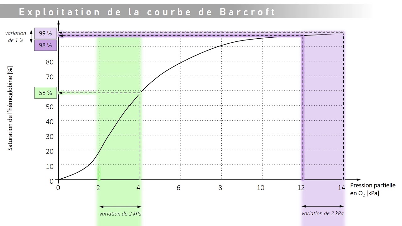 1ST2S - Exploitation de la courbe de Barcroft