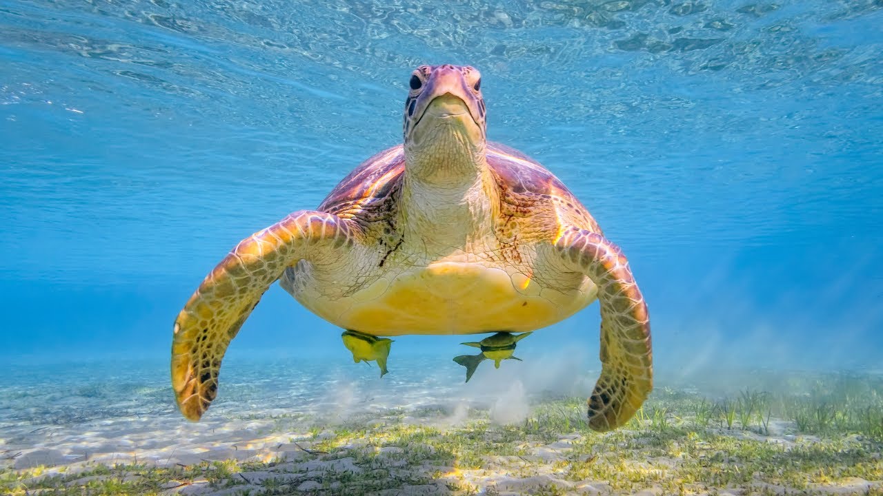 The Underwater Wonderland