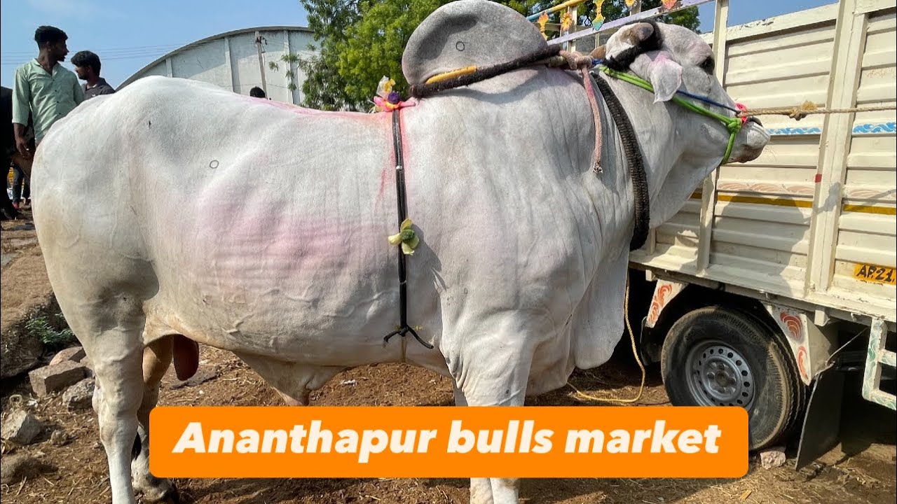 Ananthapur bulls market every Sunday #subscribe #bull #travel #vlogger #bangalore #jafferpashac2q