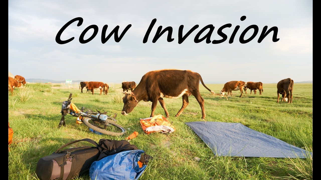 Campsite Invaided by cows