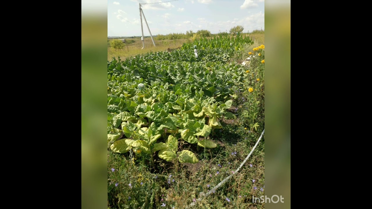 Когда посеять махорку на рассаду?