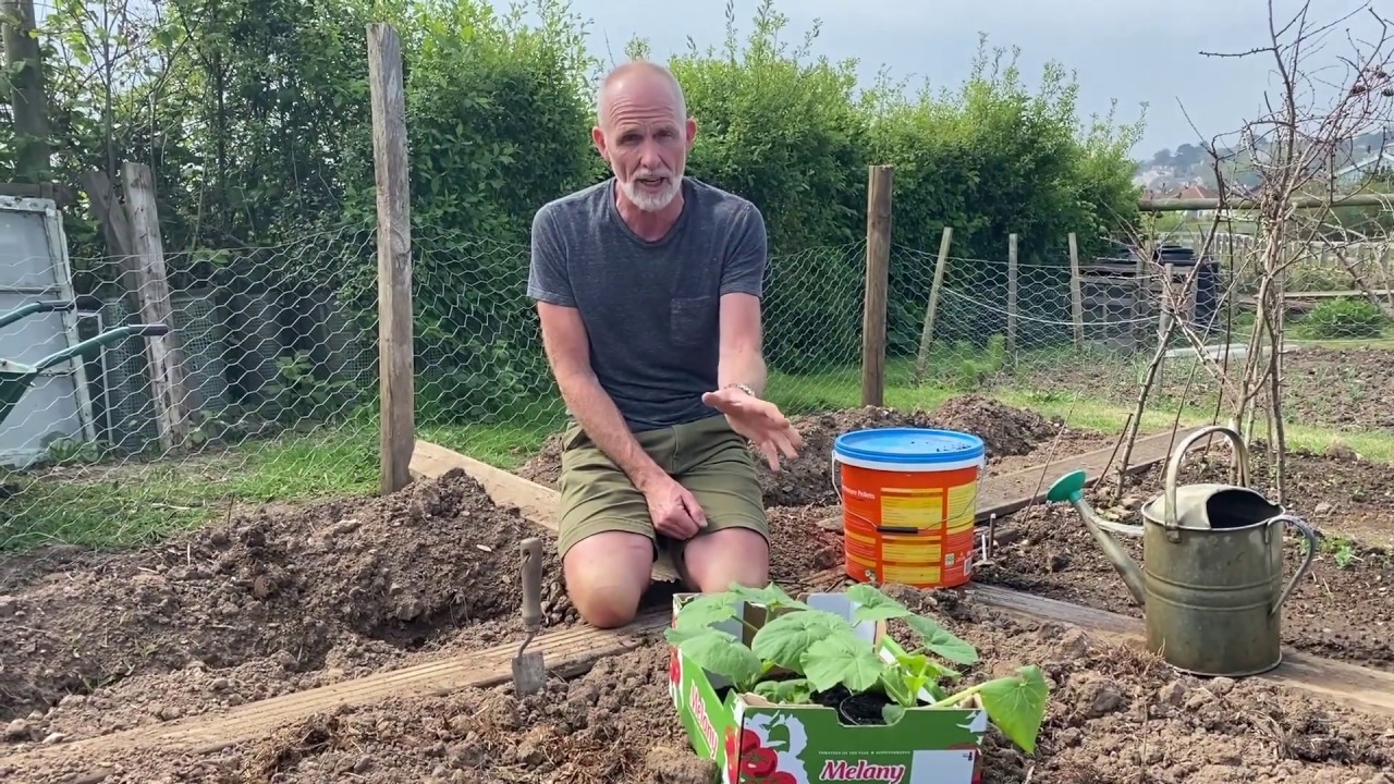 How to plant and grow courgettes (zucchini)