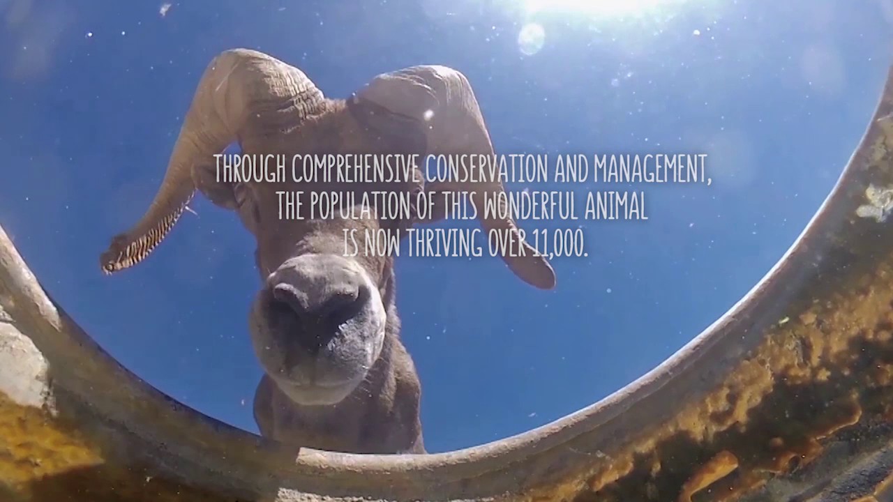 Bighorn Sheep - Nevada Department of Wildlife