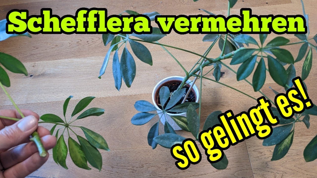 Schefflera vermehren Schefflera Ableger & Stecklinge schneiden so gelingt Vermehrung Strahlenaralie