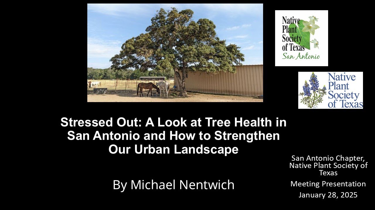 Jan. 28, 2025  Stressed Out:  Tree Health in San Antonio and How to Strengthen Our Urban Landscape