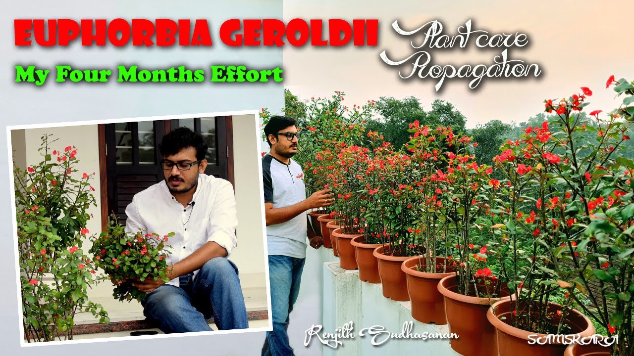 Euphorbia Geroldii A to Z |  Home Gardening Ideas | Samskara