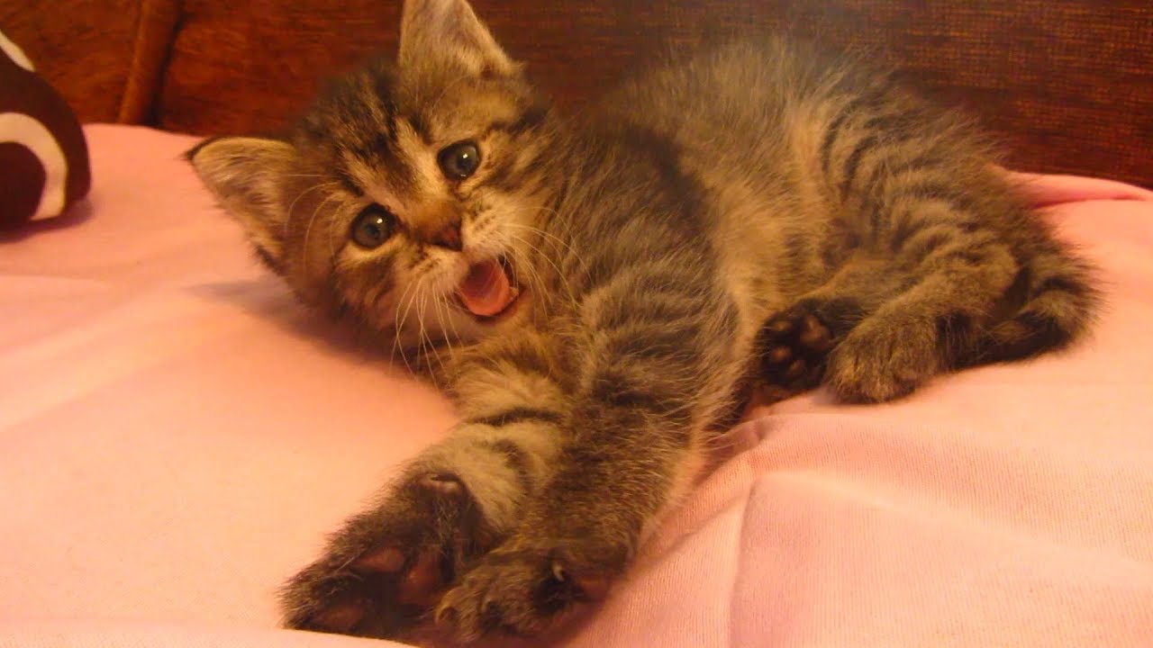 Mother cat with kitten thirtieth day in the apartment