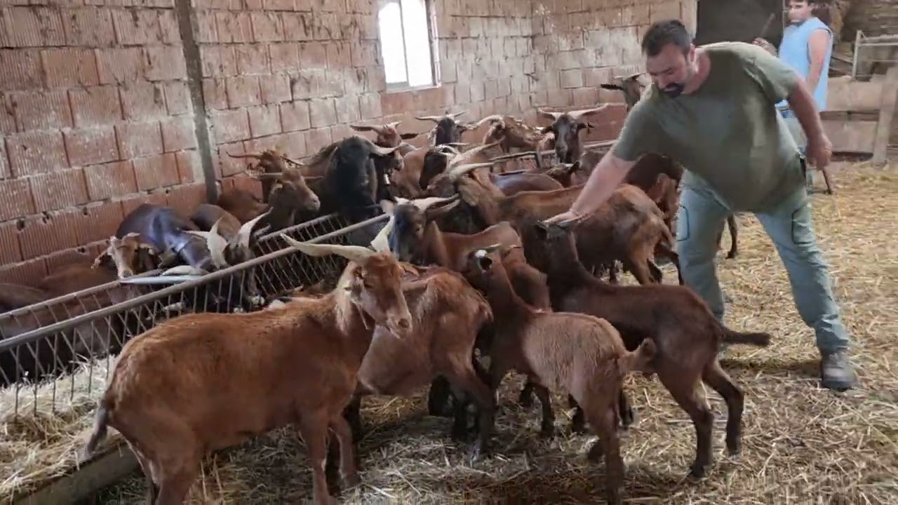 cabras retintas en León.