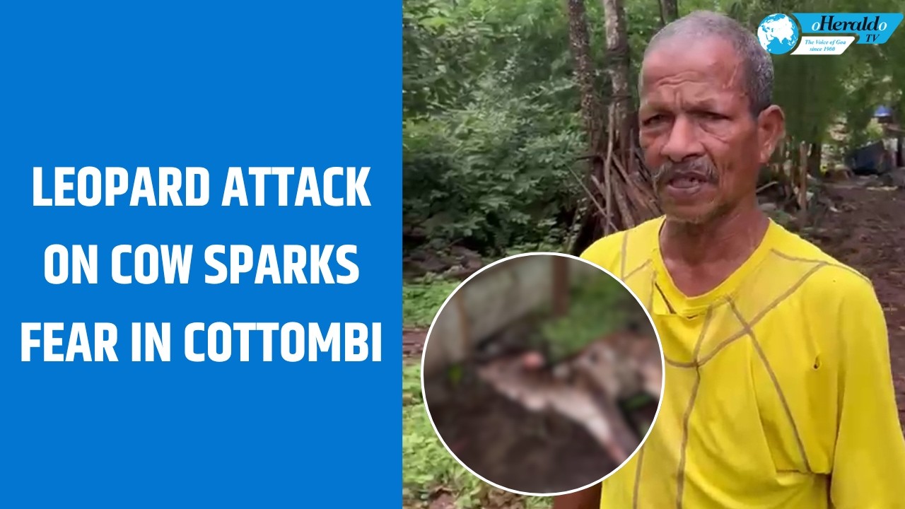 Leopard Attack on Cow Sparks Fear in Cottombi