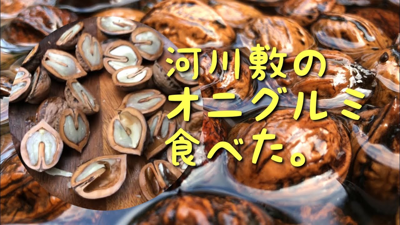 秋の味覚　河川敷で拾ったオニグルミを食べる