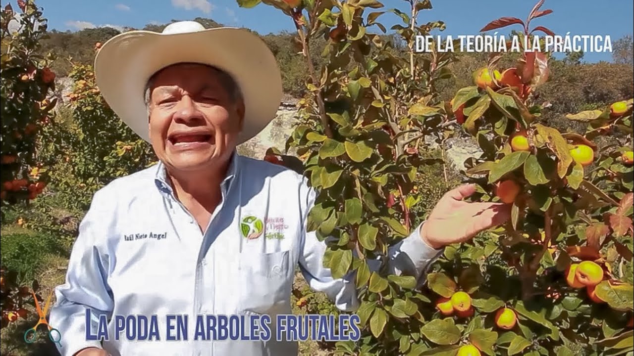 La poda en árboles frutales: Tejocote Mexicano