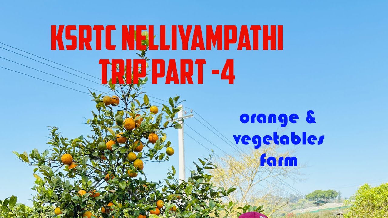 ഓറഞ്ച് വെജിറ്റബിൾ ഫാം NELLIYAMAPATHI TRIP PART -4 #farming #travelvlog #ksrtc