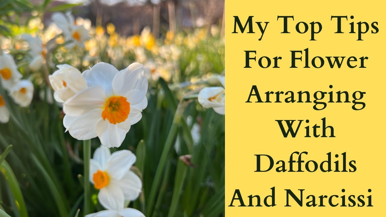 Tips For Spring Flower Arranging With Daffodils And Narcissi | Cut Flower Garden