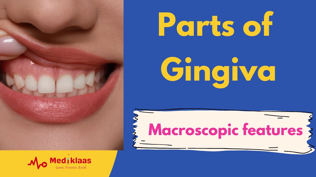 Parts of gingiva: Why Every Part Matters