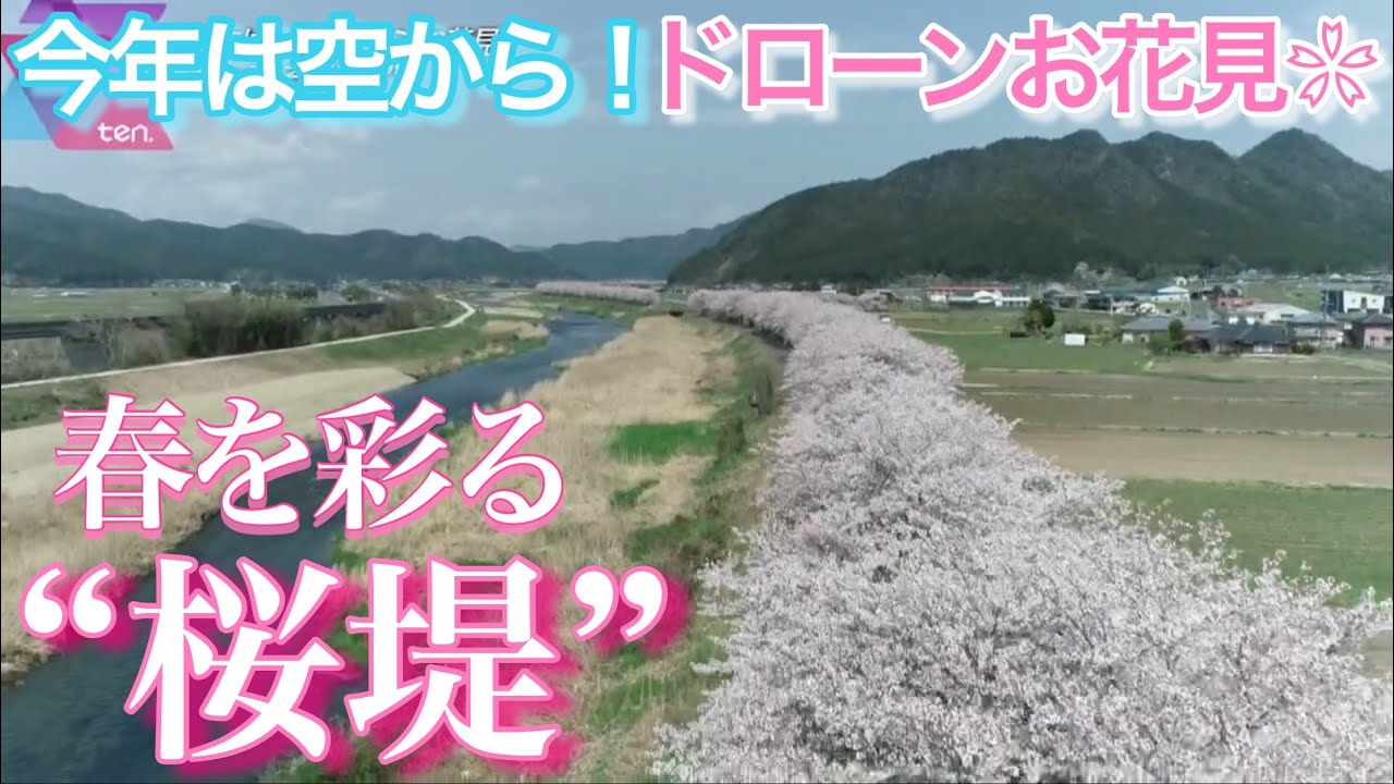 ドローンお花見　兵庫・丹波市「加古川」春を彩る“桜堤”