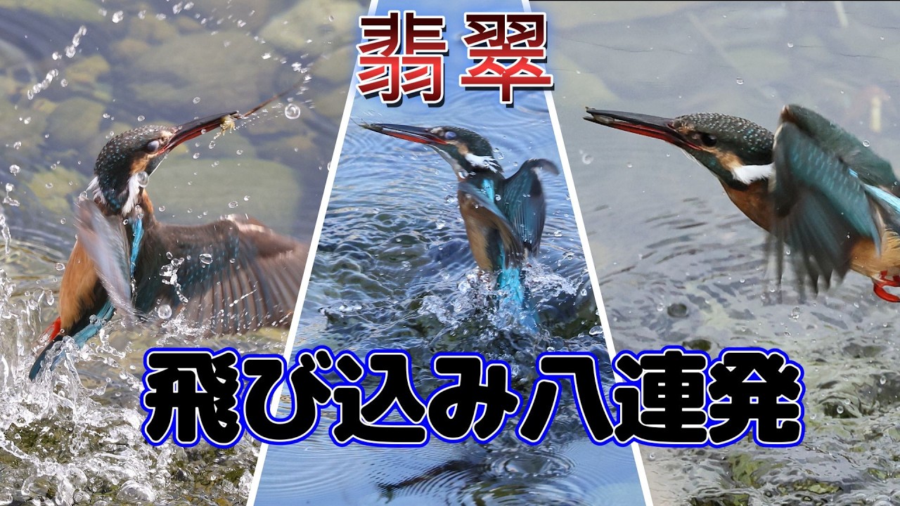 【翡翠飛び込み八連発】
