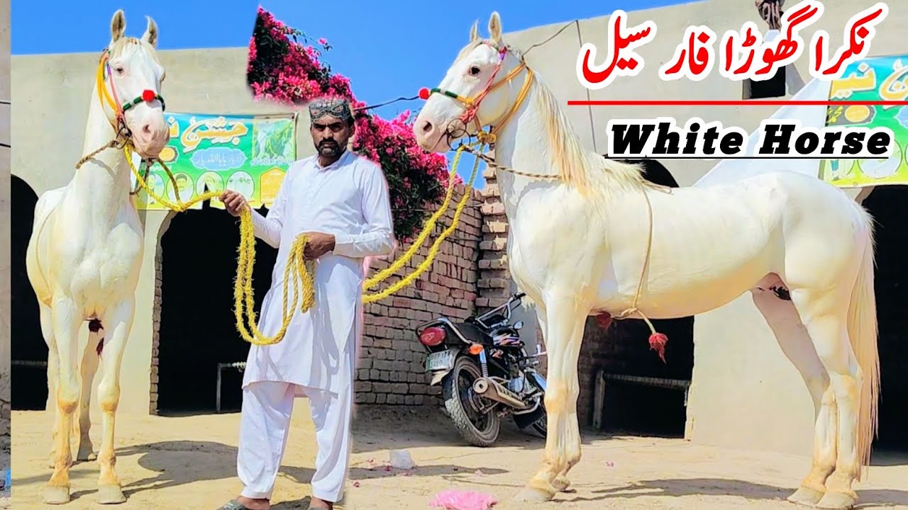 White Nukra Horse For Sale | Nukra Ghoda
