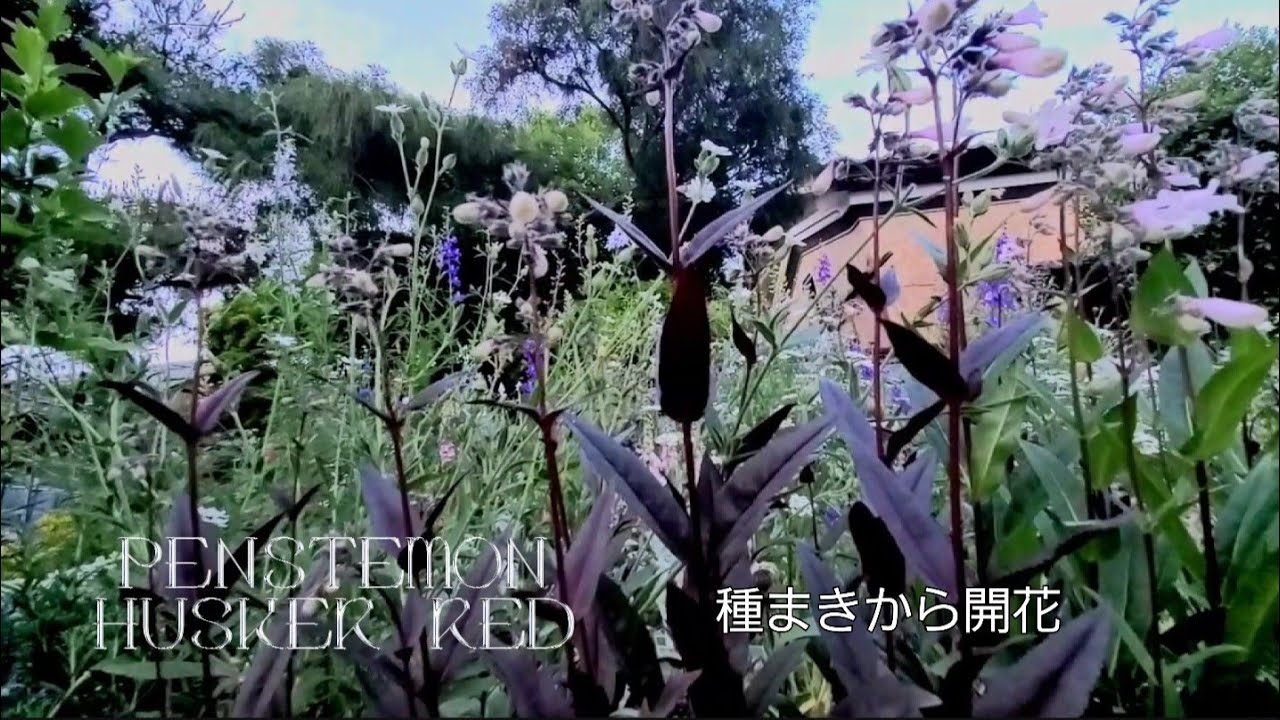 ナチュラルガーデンに欠かせないペンステモン ✼ハスカーレッド種まきから開花まで𖤣𖥧𖡼.𖤣𖥧今庭✿.*･