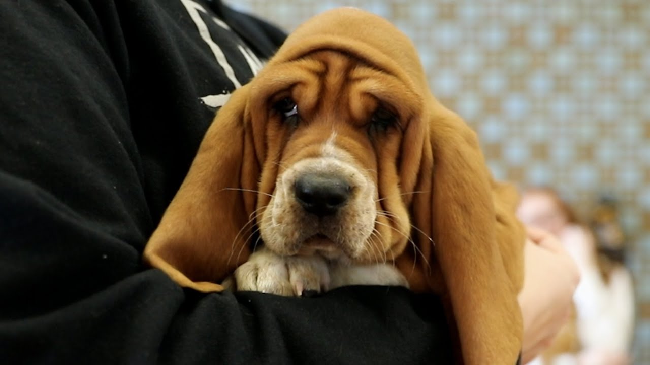 Finals Week Puppy Surprise