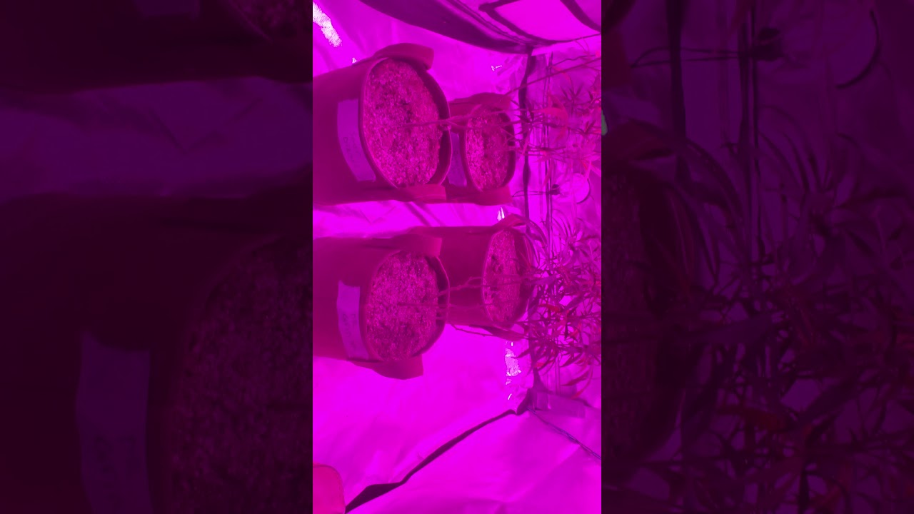 Growing Sativa Cannabis Plants