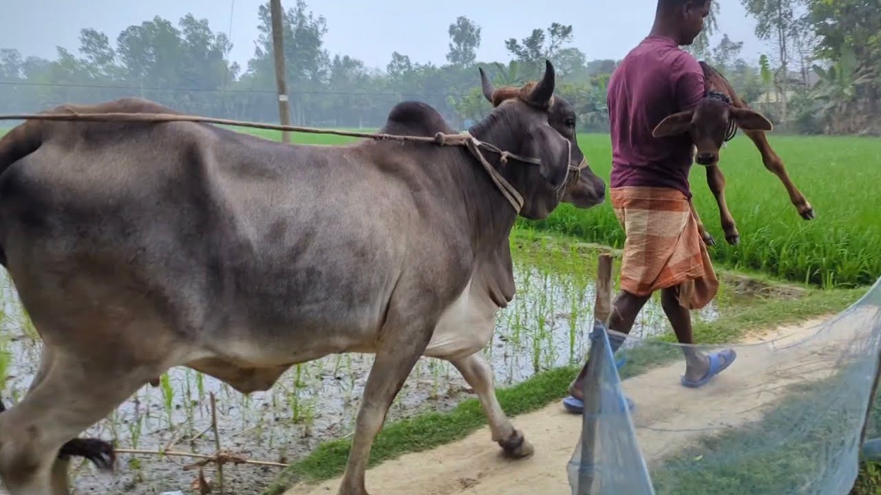 আজ বেশ কিছু গাভী বাছুর পাঠালাম কক্সবাজার। বিস্তারিত ভিডিওতে নওগাঁর মোস্তাফা ভাই এর আপডেট #নওগাঁ 