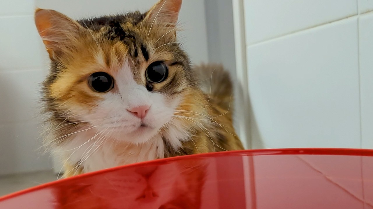 Cat drinking red hot sauce loudly