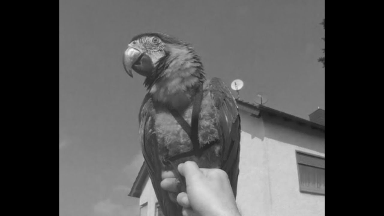 Balou der schreckliche
