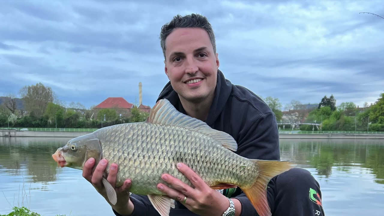 Flussangeln auf Karpfen am Neckar - live biss -  Feedern - Carp - Saran