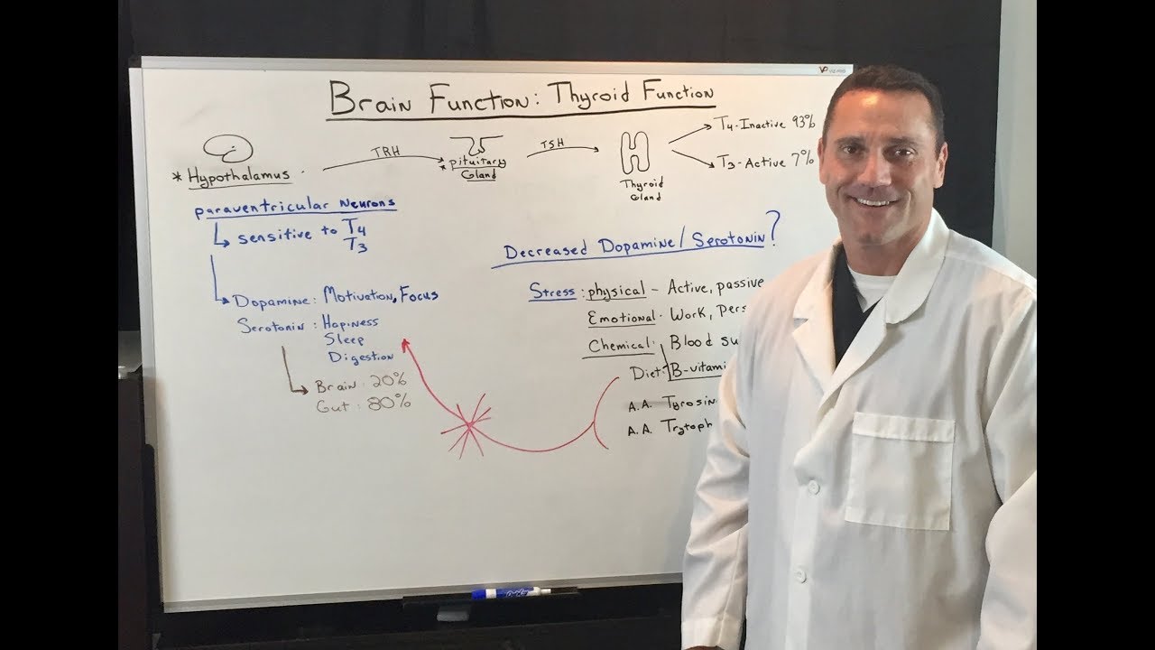 The Thyroid and Brain Connection