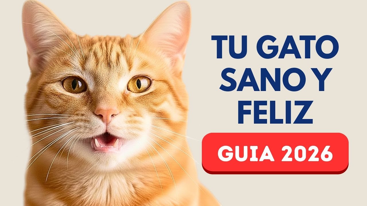 Cómo tener un gato sano y feliz en 2026: Guía real con recomendaciones que SÍ funcionan
