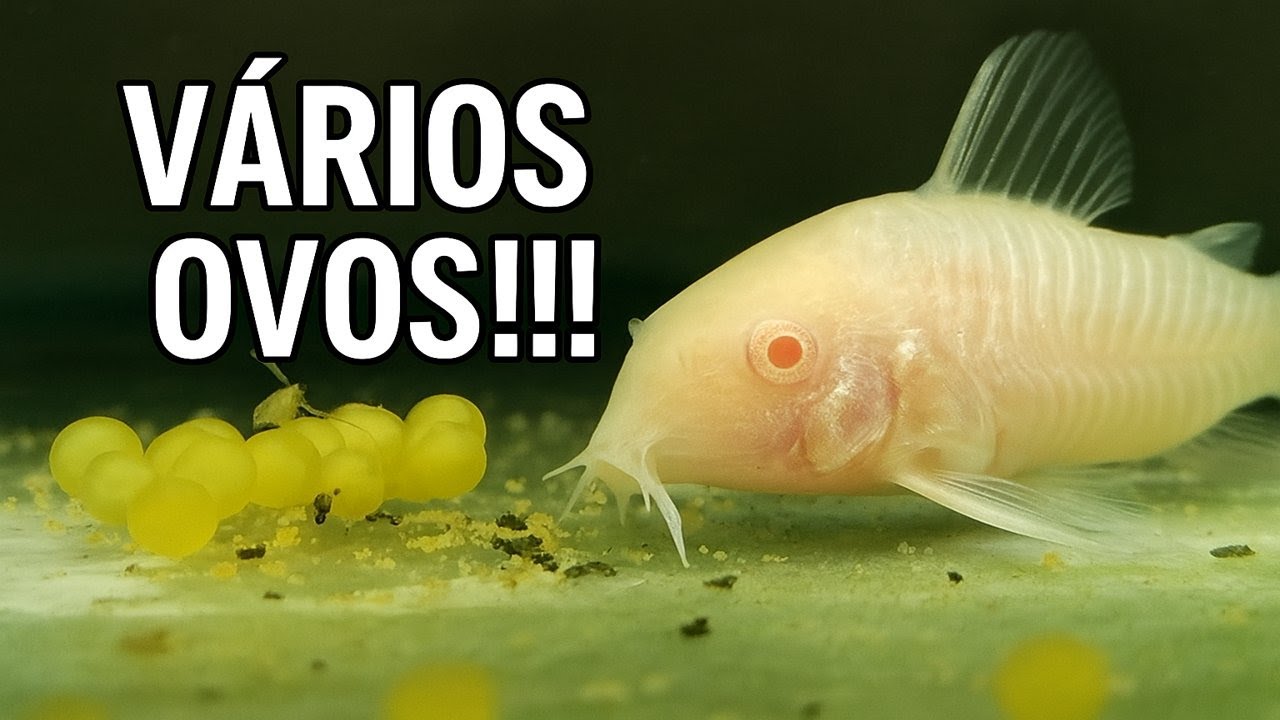 CORYDORAS DESOVARAM!!! MINHA PRIMEIRA REPRODUÇÃO DE PEIXES DE FUNDO!!!!!