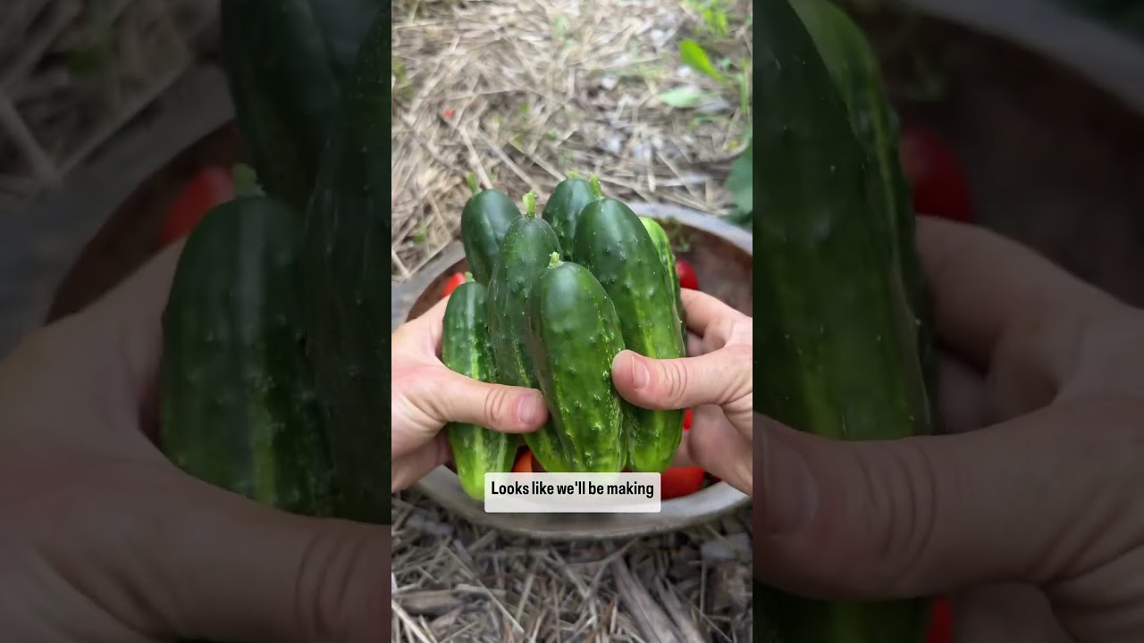 ОГРОМНЫЙ урожай в саду! 🍅🧅🥒🥦