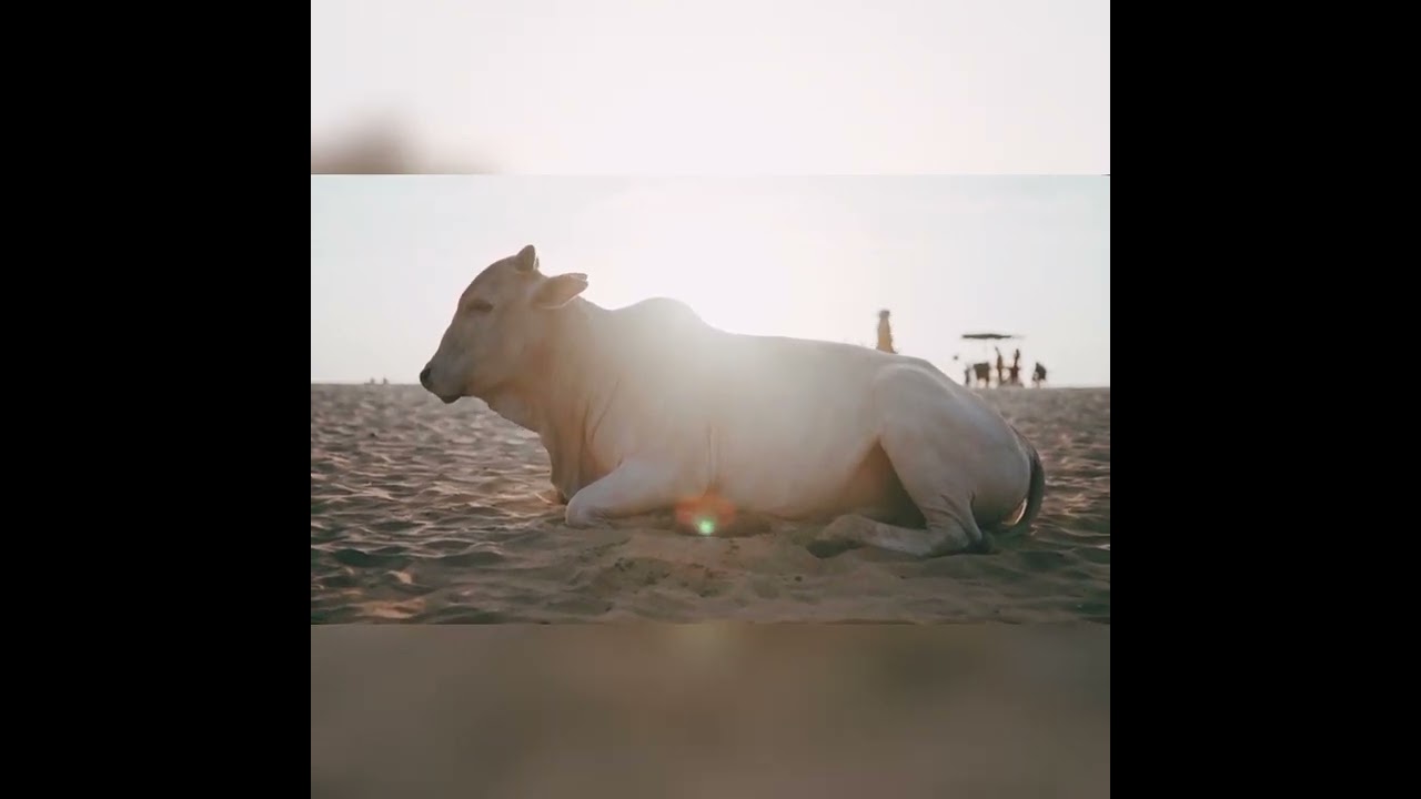 Amazing Animals video 